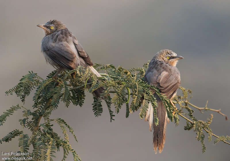 Large Grey Babbleradult