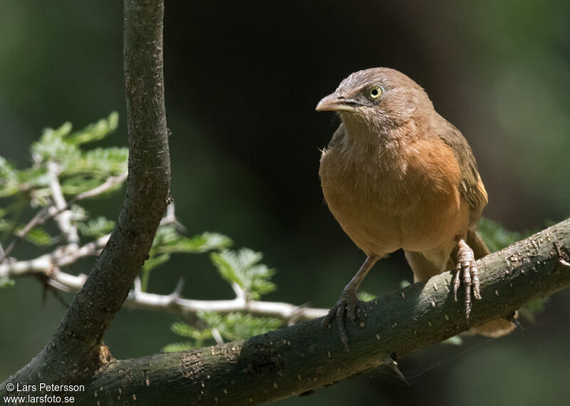 Rufous Chatterer