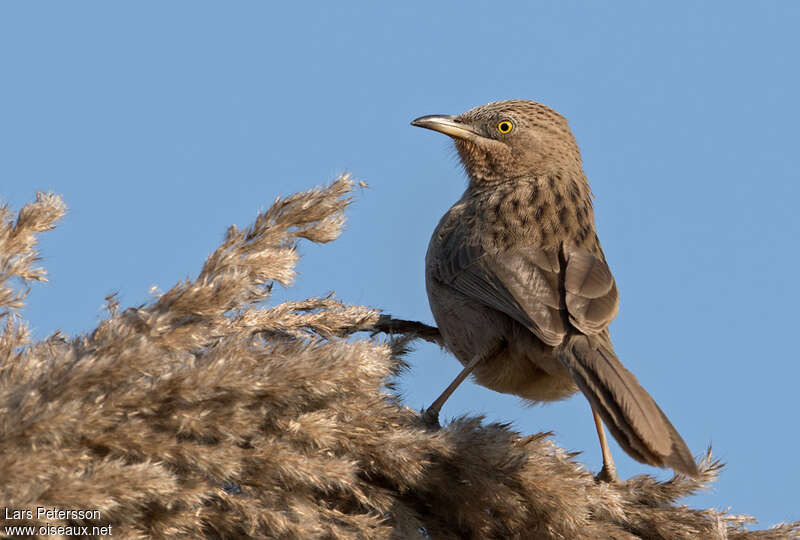 Striated Babbleradult