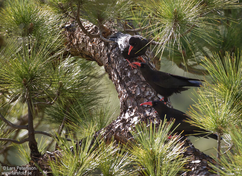 Red-billed Chough