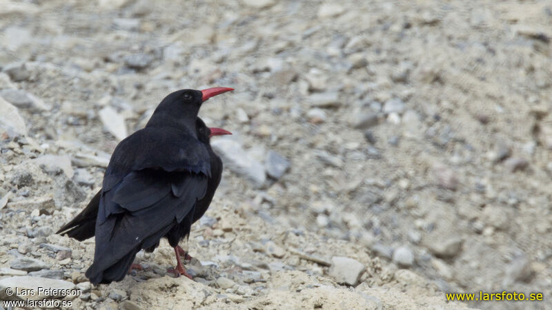 Red-billed Chough