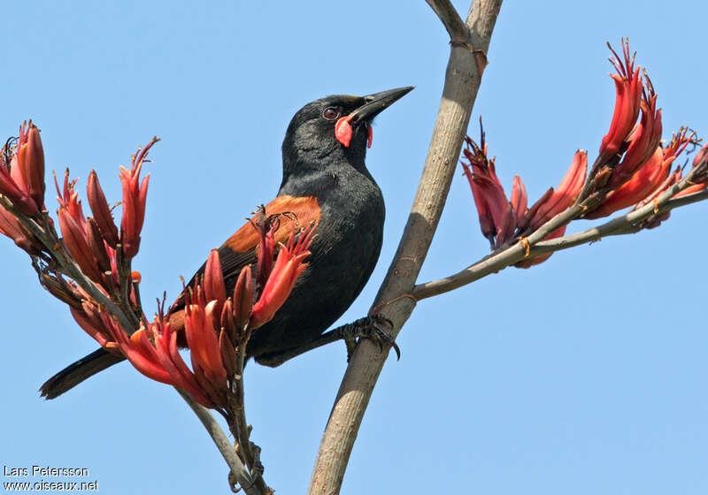 North Island Saddlebackadult, identification