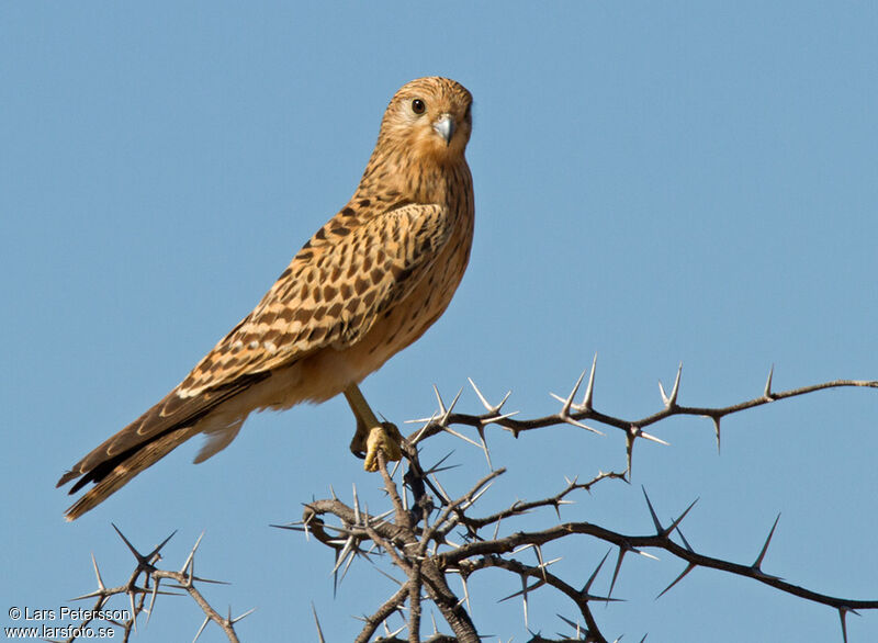 Greater Kestrel