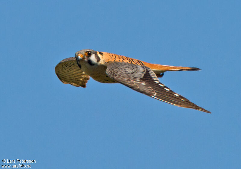 American Kestrel