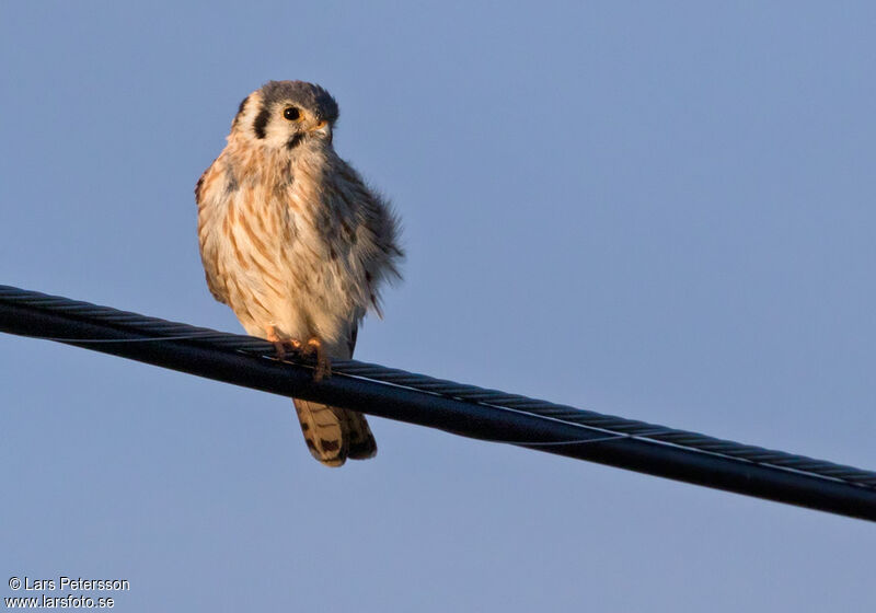 American Kestrel