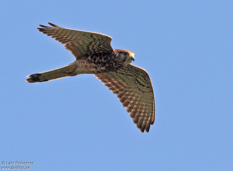 Spotted Kestrel