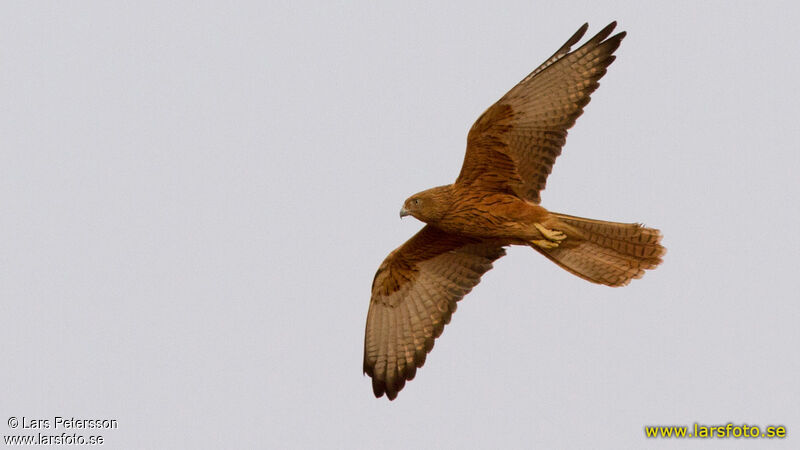 Fox Kestrel