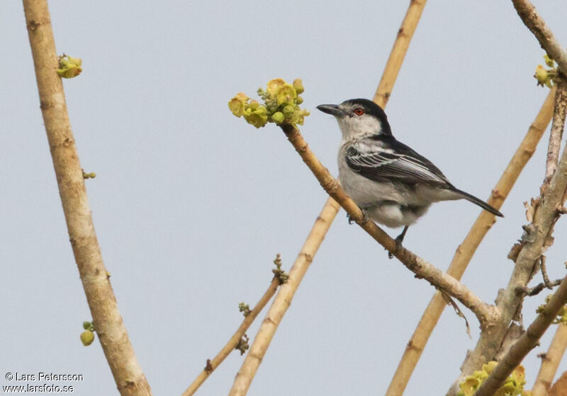 Black-backed Puffback