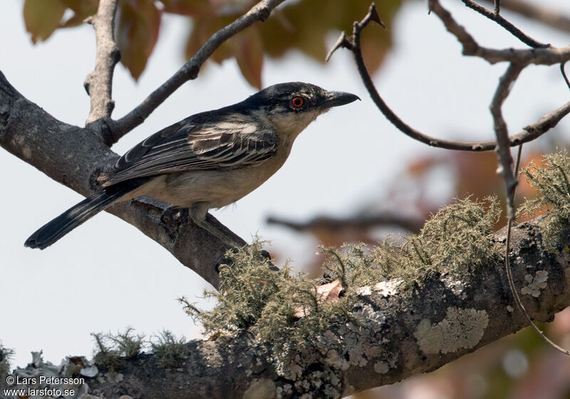 Black-backed Puffback