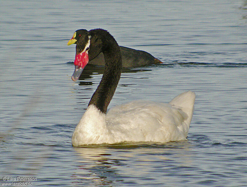 Cygne à cou noir