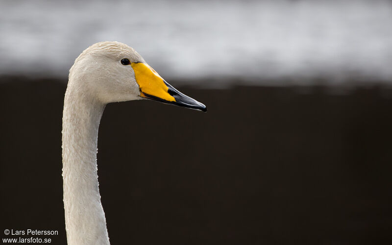 Whooper Swan