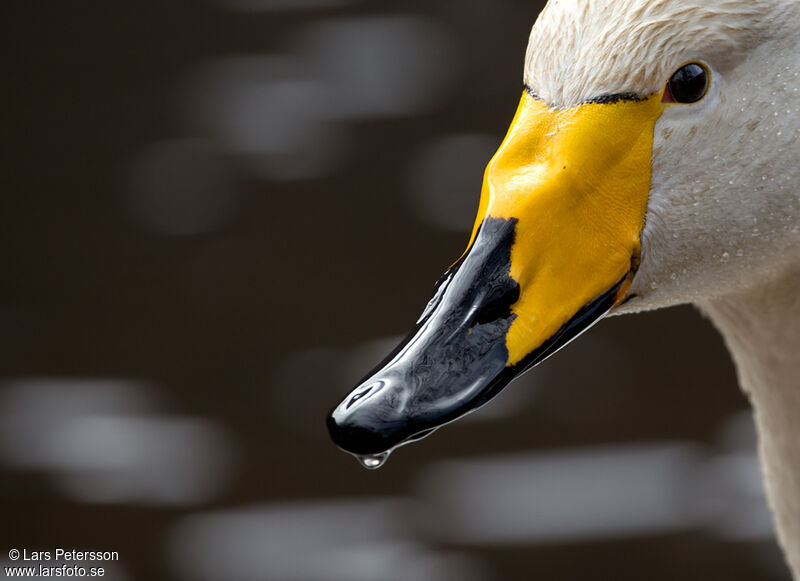 Cygne chanteur