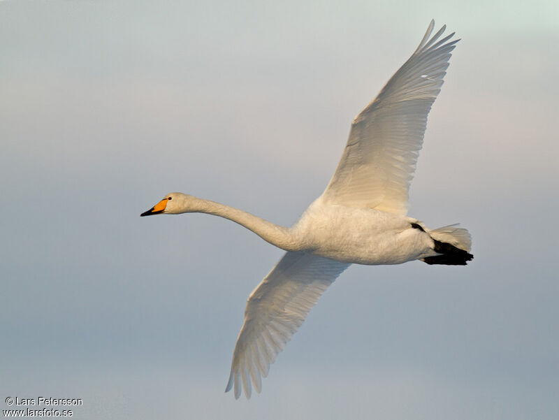 Cygne chanteur