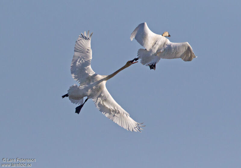 Cygne de Bewick