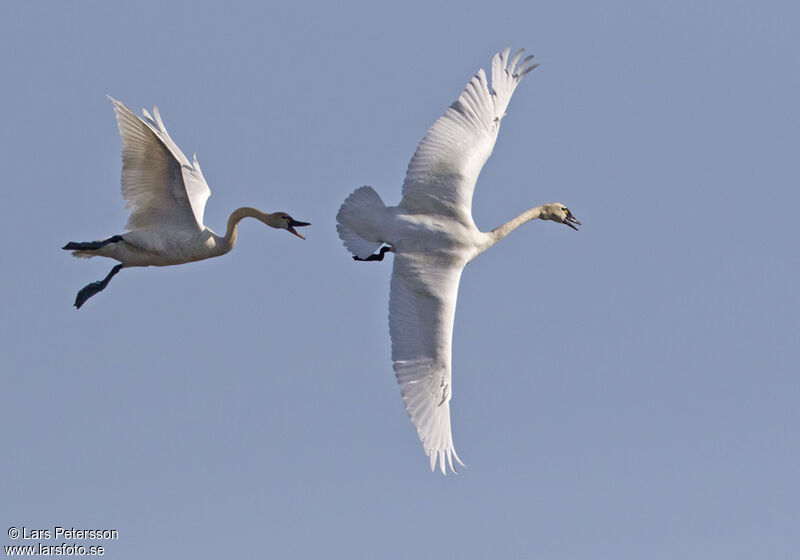 Tundra Swan