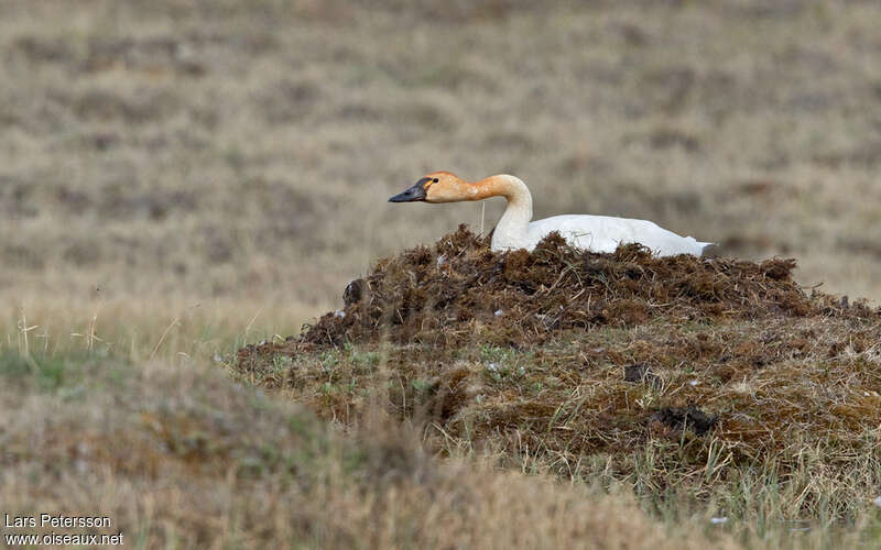 Cygne de Bewickadulte, pigmentation, Nidification