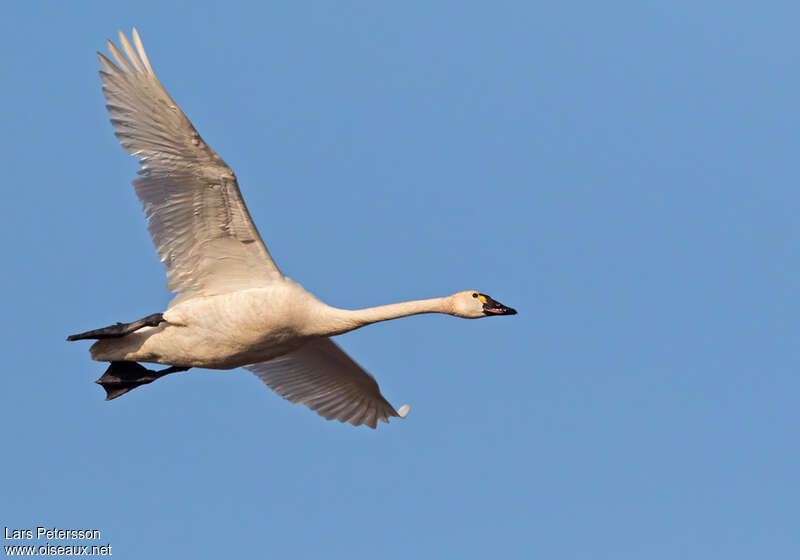 Cygne de Bewickadulte, pigmentation, Vol