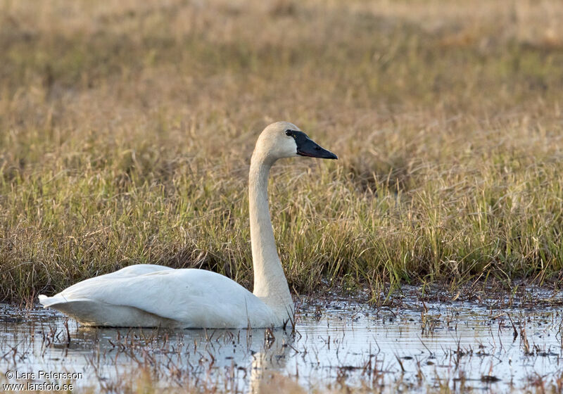 Cygne de Bewick