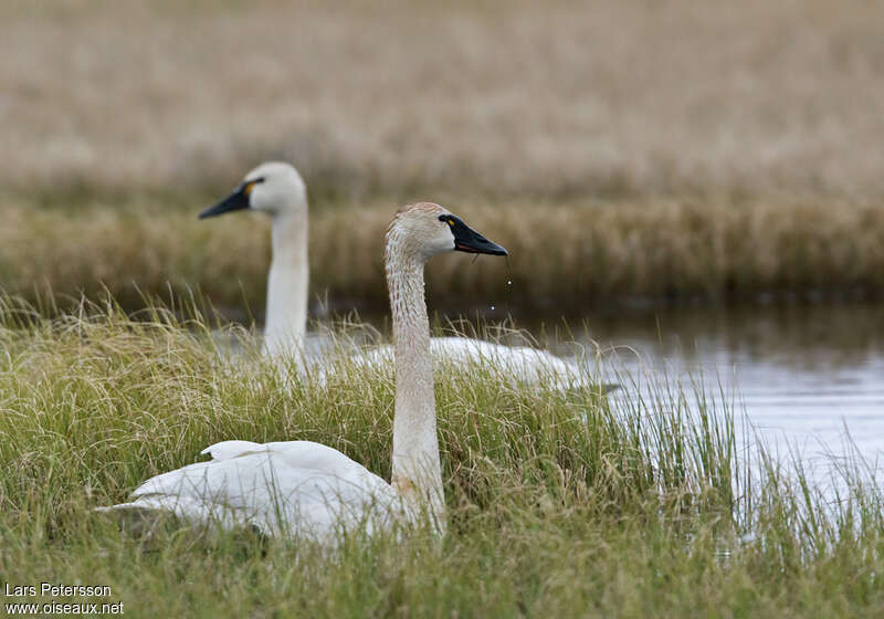 Cygne de Bewickadulte, identification