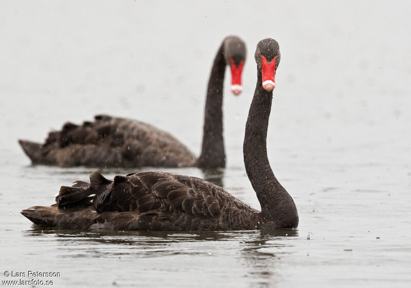 Cygne noir