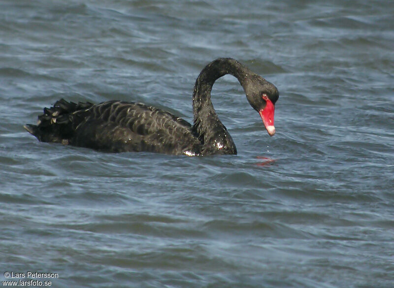 Black Swan