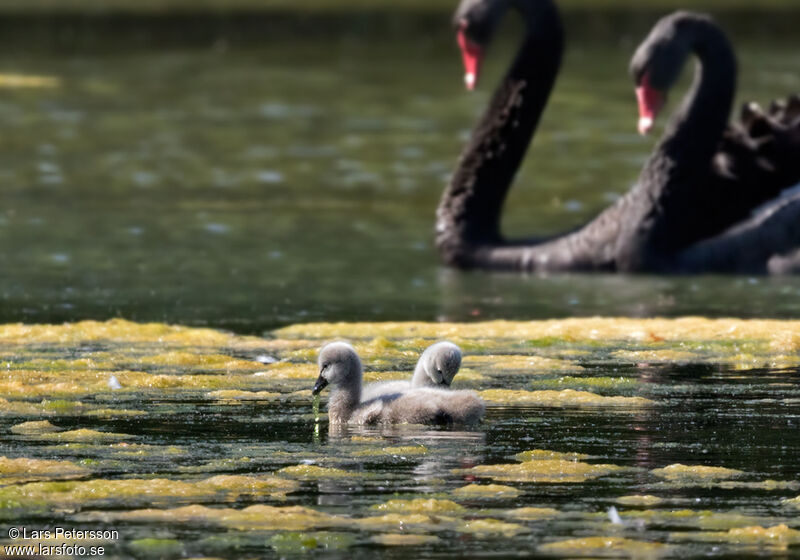 Cygne noir