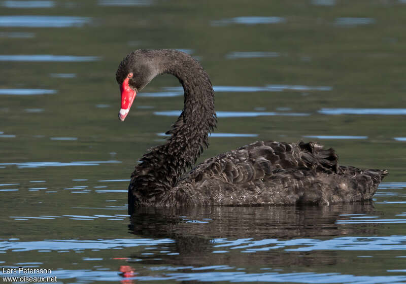 Cygne noiradulte, pigmentation