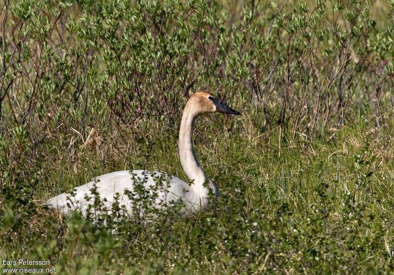 Cygne trompetteadulte, habitat, Nidification