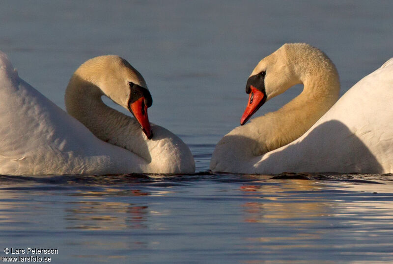 Cygne tuberculé