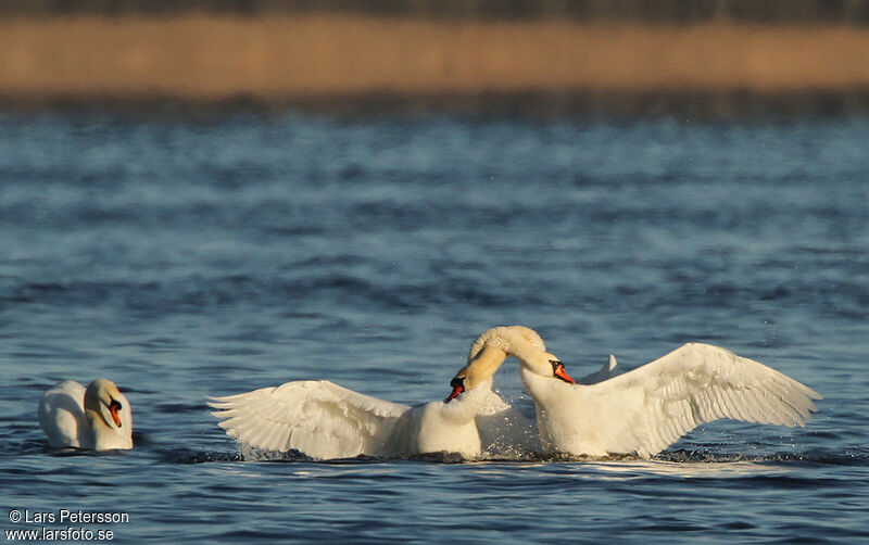 Mute Swan