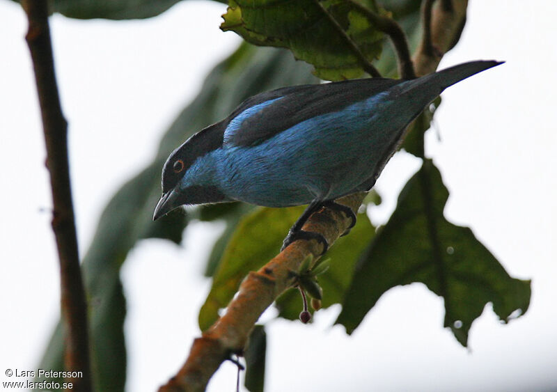 Dacnis de Hartlaub