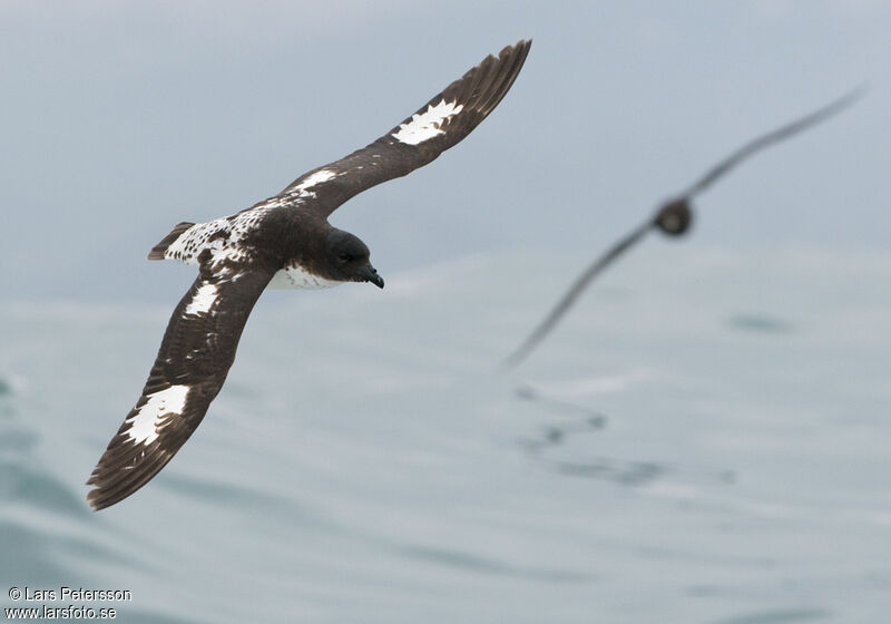 Pintado Petrel