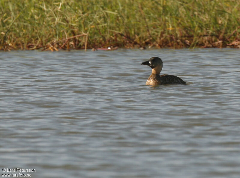 White-backed Duck