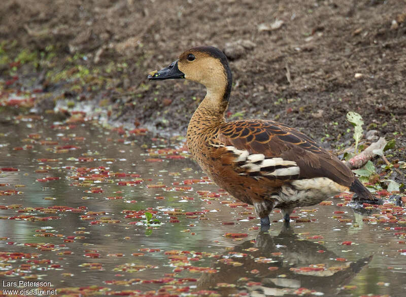 Dendrocygne à lunulesadulte, identification