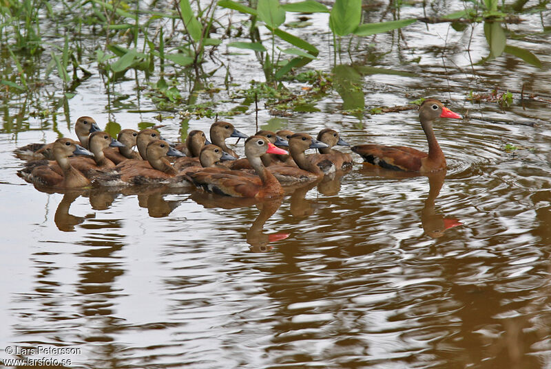 Black-bellied Whistling Duck