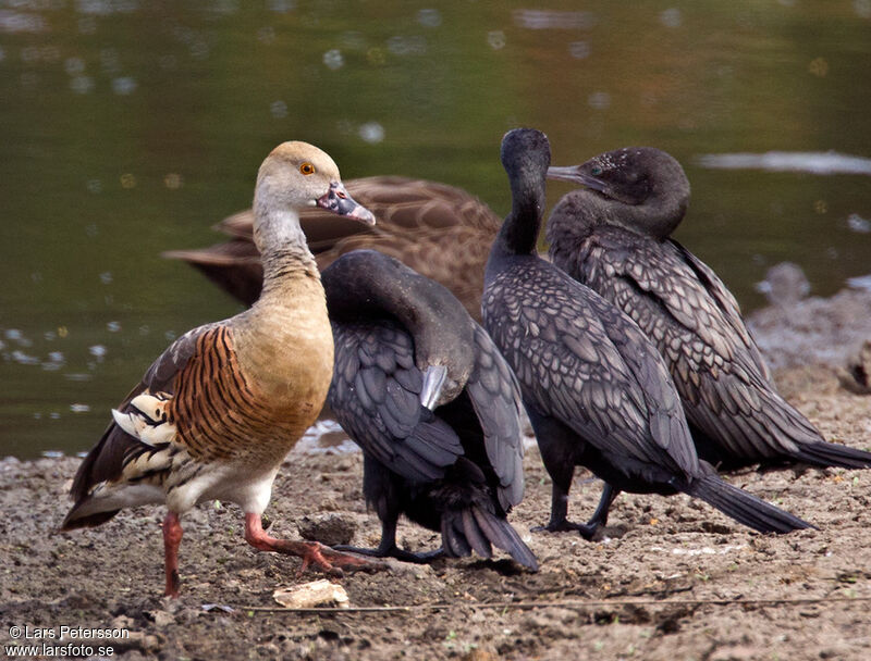 Dendrocygne d'Eyton