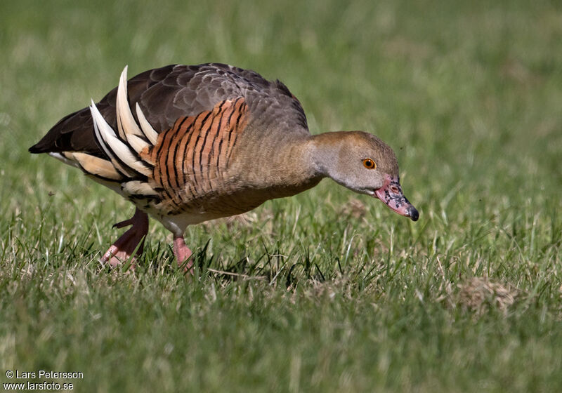 Dendrocygne d'Eyton