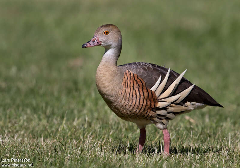 Plumed Whistling Duckadult, identification