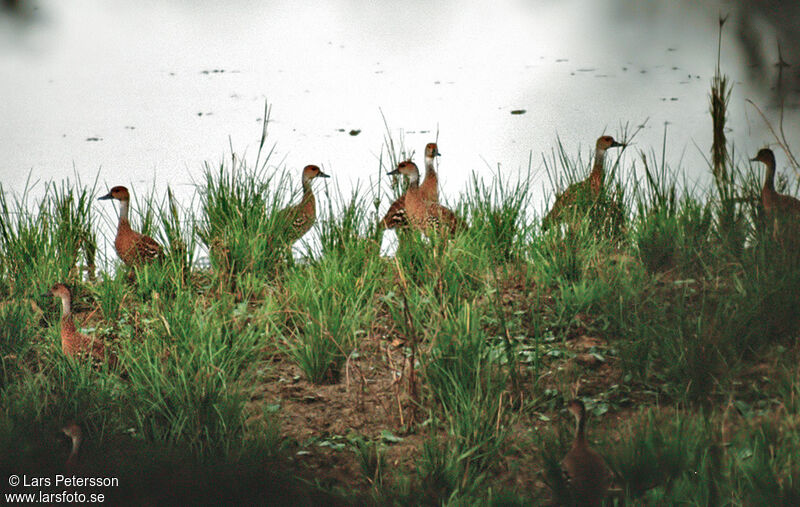 Dendrocygne des Antilles