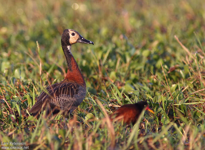 White-faced Whistling Duckadult, habitat, pigmentation