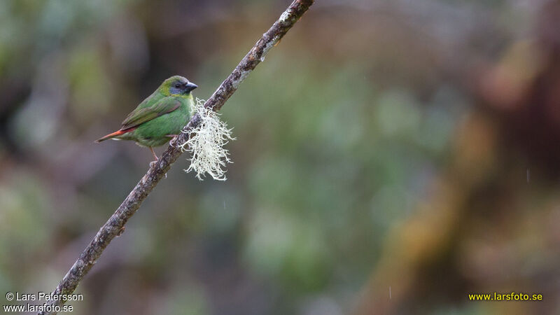 Papuan Parrotfinch