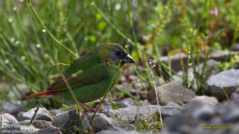 Papuan Parrotfinch