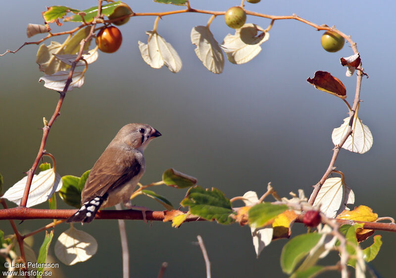 Sunda Zebra Finch