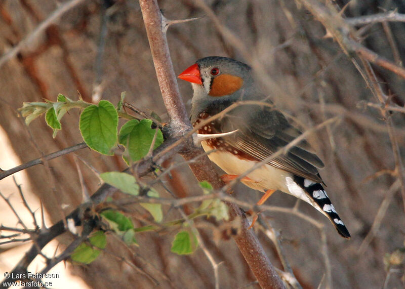 Sunda Zebra Finch