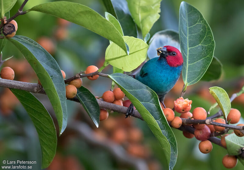 Red-headed Parrotfinch