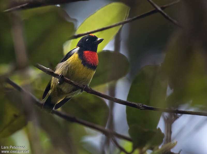 Scarlet-breasted Flowerpecker male adult, identification