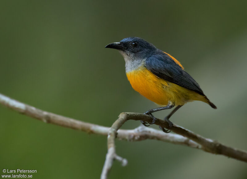 Dicée à ventre orange