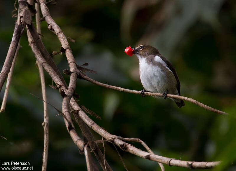 Dicée des Bismark femelle adulte, identification