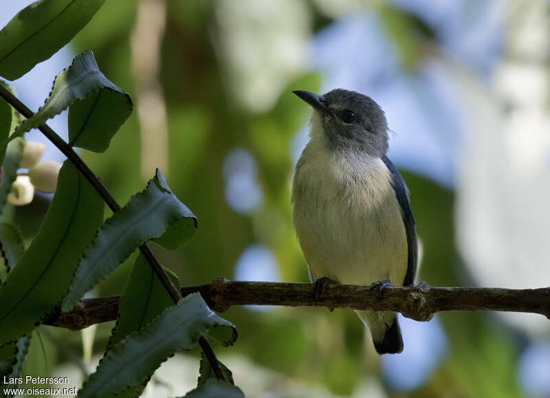 Midget Flowerpecker