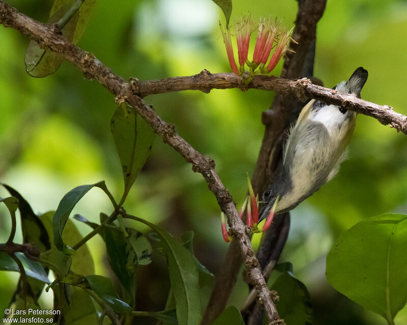 Midget Flowerpecker